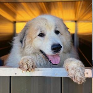 ANIMAL CONCERN CUMBRIA