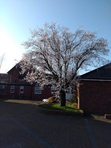 Beech Tree House Care Home
