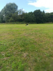 Claydon Lodge Care Home Limited