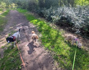 Home From Home Pet Sitting Halesowen