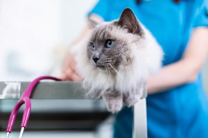 St George’s Vets – Halesowen